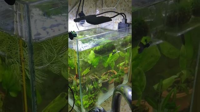 Лампы для аквы с алиэкспресс смотреть онлайн