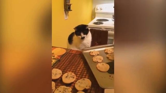 ПОХИТИТЕЛИ еды - владельцы ПЛАЧУТ, а вы СМЕЕТЕСЬ! смотреть онлайн