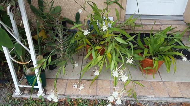 Epiphyllum Oxypetalum-Queen of the night cactus in bloom ? So much beauty смотреть онлайн