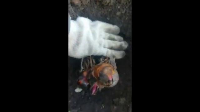 Посадка цветка Канны!!! 4.05.2019г. смотреть онлайн