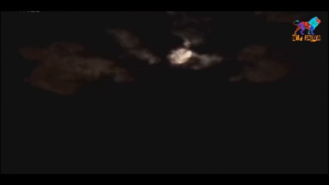 Wild Fauna /Львы / Скрытые Быстрые Сильные смотреть онлайн