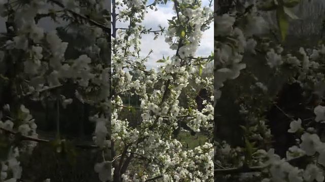 Черешня, Ростовская область апрель 2021 смотреть онлайн