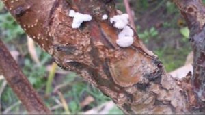 Виды болезней черешни и методы борьбы с ними