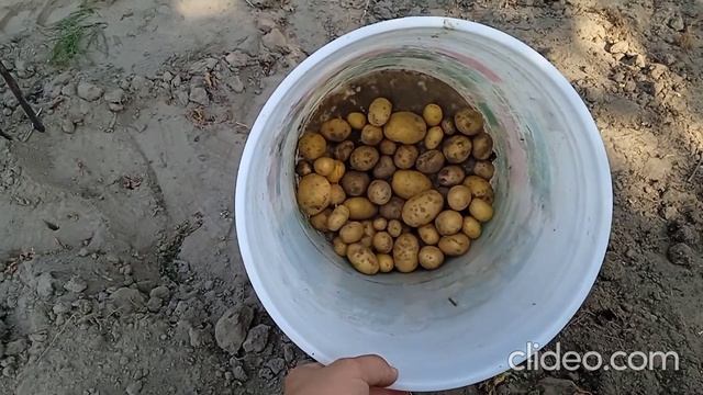 Копаем картошку Сезон 2022 День первый смотреть онлайн