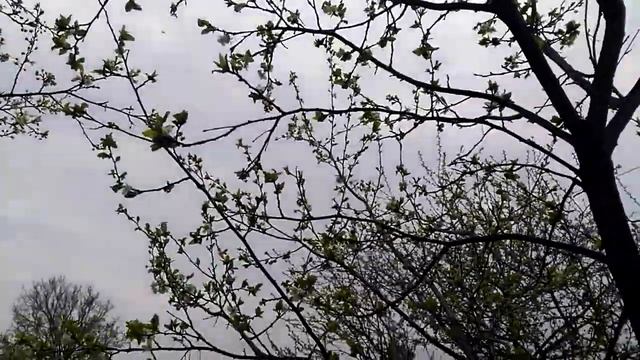 Цветёт Красная СЛИВА! смотреть онлайн