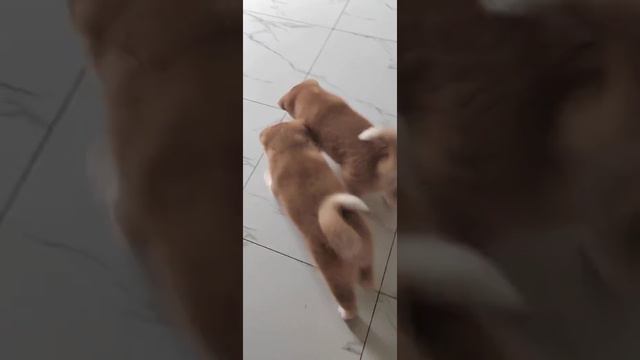 щенкам акита ину 2 месяца почти 😁 смотреть онлайн