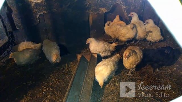 Куры, утки и другое. Обзор . #ДЕРЕВЕНСКАЯЖИЗНЬ смотреть онлайн