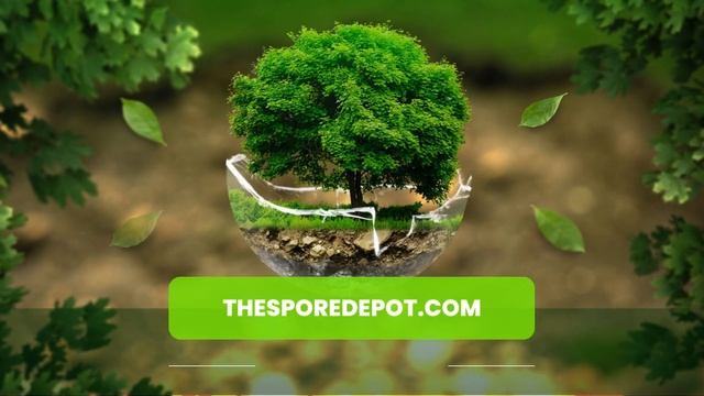 DIfferent Spores смотреть онлайн