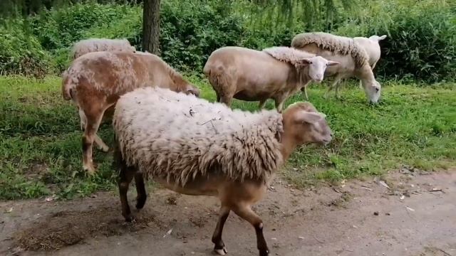Катумские овцы в Беларуси - обзорное видео нашего хозяйства. смотреть онлайн