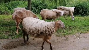 Катумские овцы в Беларуси - обзорное видео нашего хозяйства.