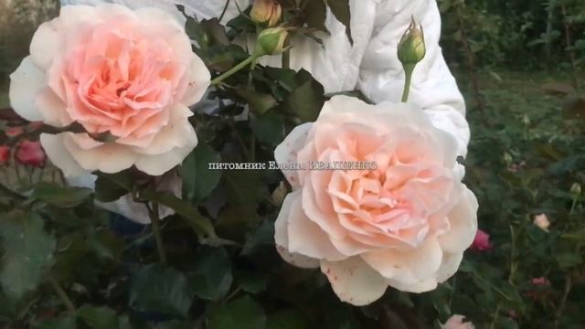 ЛУЧШИЕ СОРТА РОЗ: ЧАНДОС БЬЮТИ / Елена Иващенко смотреть онлайн