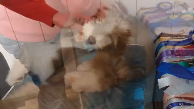 Вычесывание #собаки: ухаживаем за шерстью мохнатой овчарки смотреть онлайн