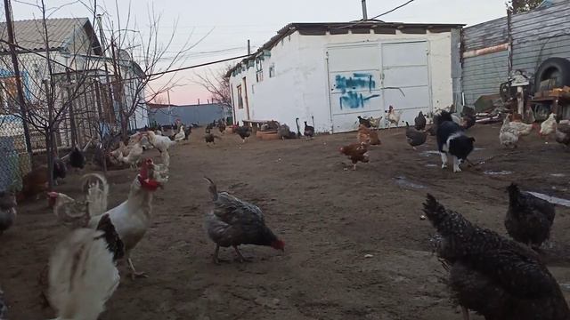 во сколько месяцев занеслись у меня куры смотреть онлайн