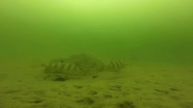 рыба не активна . Рыбалка под Серпуховым (Цимлянке). смотреть онлайн