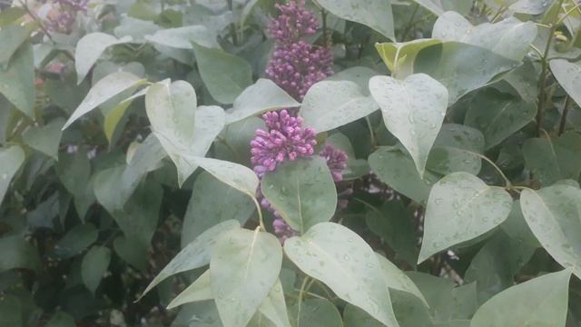 сирень смотреть онлайн