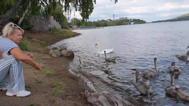 Лебедь. Чем кормят утят? смотреть онлайн