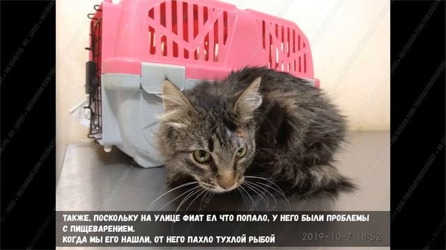 Сбитый кот смотреть онлайн