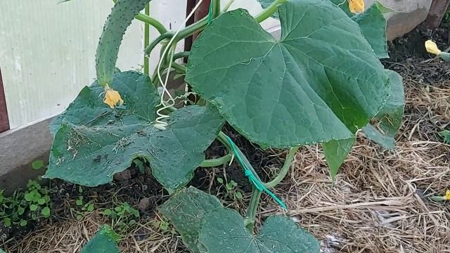 578. Кривые огурцы=что сделать смотреть онлайн