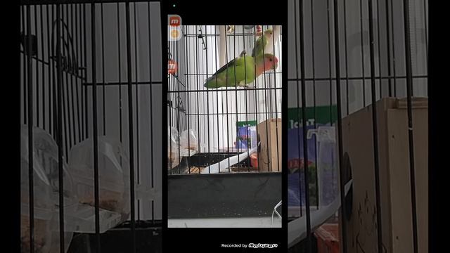 отдал своим попугаем бумагу. интересно что они сделают смотреть онлайн