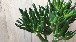 Денежное дерево. Крассула. Моя коллекция красул. Формирование кроны