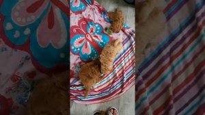 как растут щенки той-пуделя