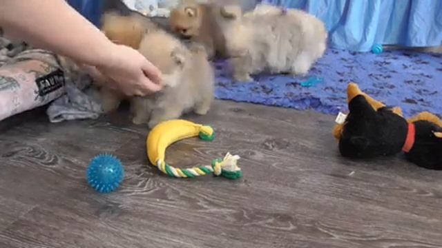 Щенки ШПИЦА из питомника** Обзор щенков 2 месяца** Shpitz Puppy смотреть онлайн