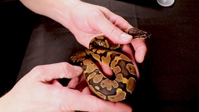 Probing hatchlings and taking a lot of bites! OUCH! смотреть онлайн
