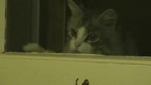 Пока не постучишь не откроем! смотреть онлайн