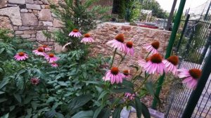 Эхинацея пурпурная из семян. Очень просто и выгодно!