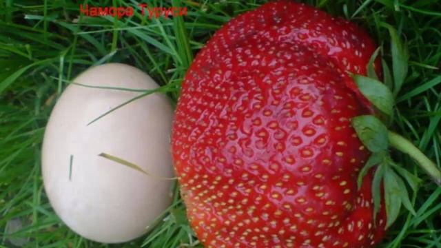 Самые лучшие сорта садовой земляники для Подмосковья. Самые сладкие и крупные   ягоды клубники