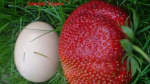 Самые лучшие сорта садовой земляники для Подмосковья. Самые сладкие и крупные   ягоды клубники