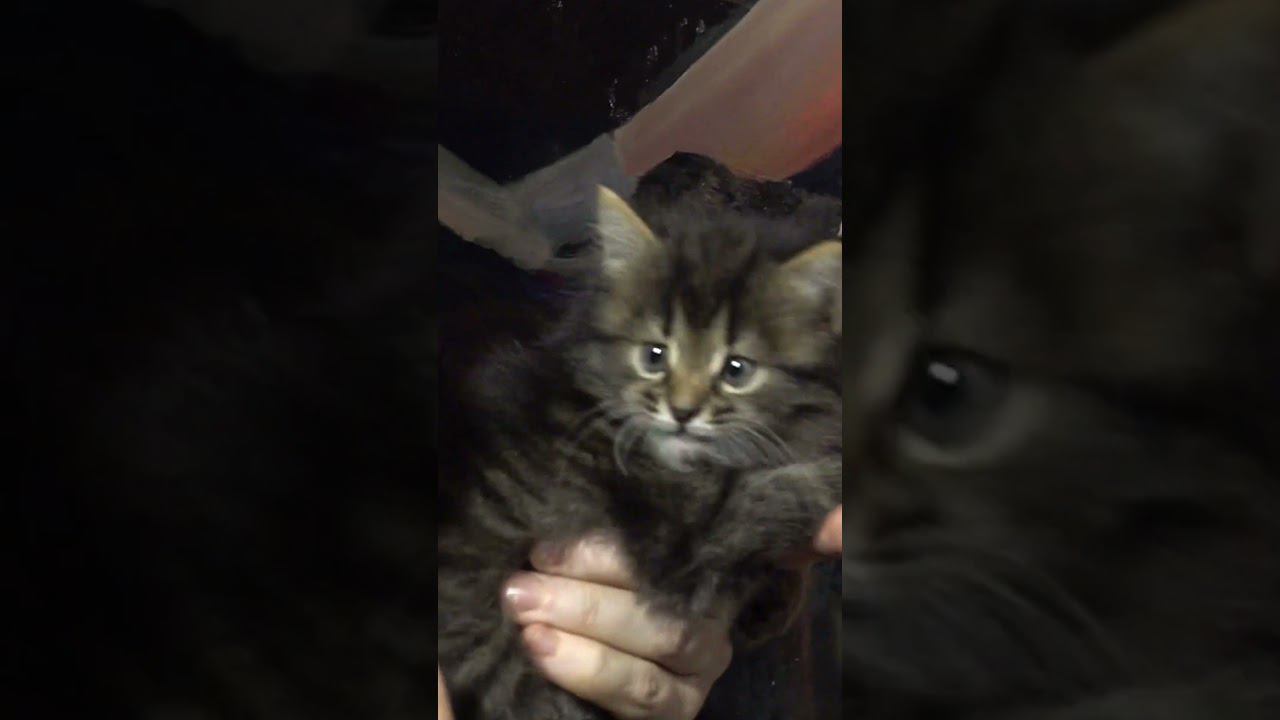 Как нарисовать девушку и котёнка смотреть онлайн