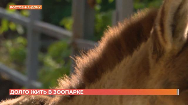 51 год, 6 месяцев и 3 дня прожил самый старый карликовый бегемот в мире - наш ростовский Риф смотреть онлайн