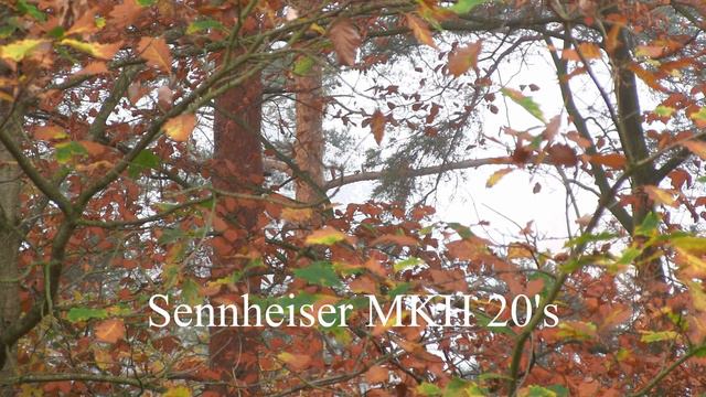 Nov 7 2020 Fog / Mixpre 3 / Sennheiser MKH-20's / Rode Videomic NTG / Microphone Comparison смотреть онлайн