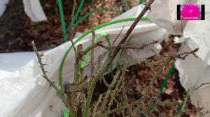 ШТАМБОВЫЕ РОЗЫ. ВЕСЕННИЙ УХОД. Начинающим