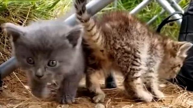 Маленький бездомный котенок подполз к мужчине, ловившему рыбу на берегу озера, и начал мяукать... смотреть онлайн