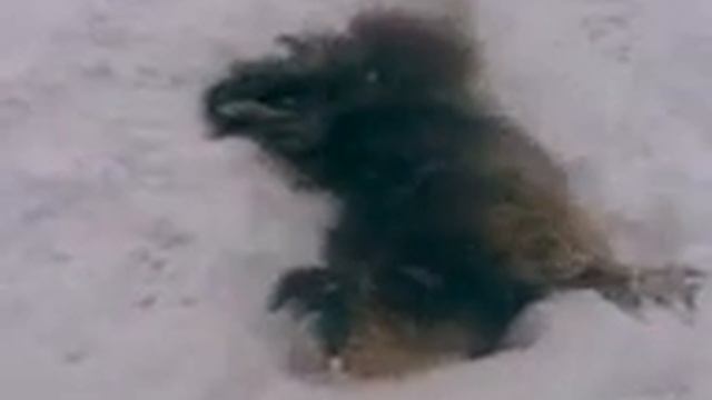 Собака зимой смотреть онлайн