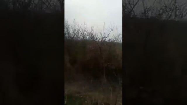 фазан петух охота смотреть онлайн