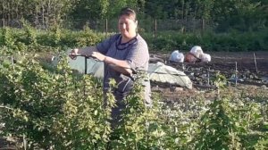 Как спасти смородину и черешню от птиц