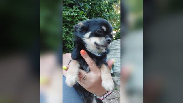 немного из жизни милого чихуахуа Дельфина,который в поисках лучшей семьи, питомник Кастропуло Крым смотреть онлайн