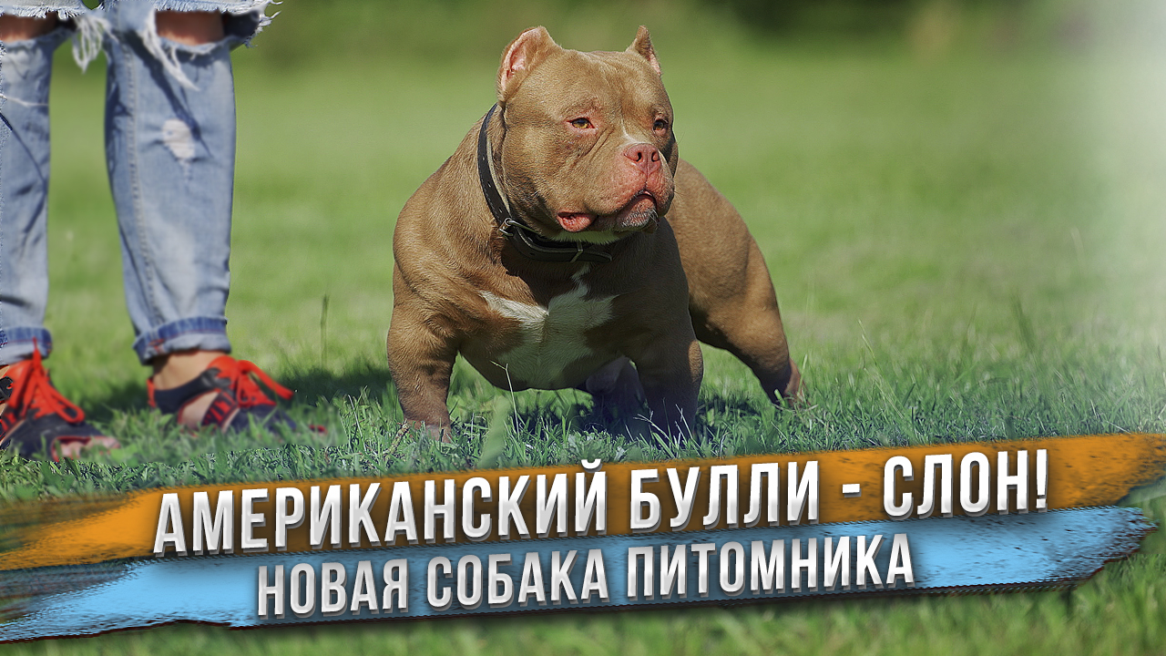 У нас новая собака- Слон! Яркий представитель породы Американский Булли. смотреть онлайн