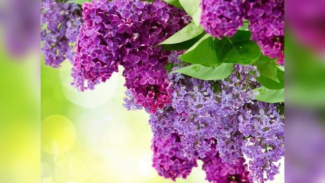 Музыка релакс! Весеннего настроения! смотреть онлайн