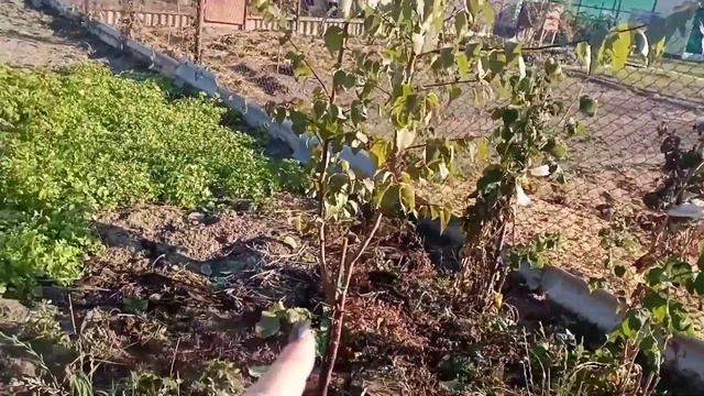 ?Подготовка молодых деревьев к зимовке.?