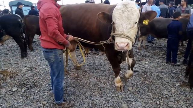 Шанбе бозор регар симментальская корова в Таджикистане #симментал #корова коров смотреть онлайн