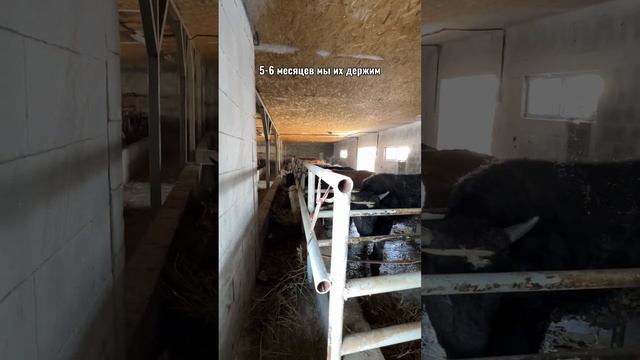 Обзор фермы наших партнеров "Baqanas dami" , которые кормят своих животных кормами "АСЫЛЖЕМ" смотреть онлайн