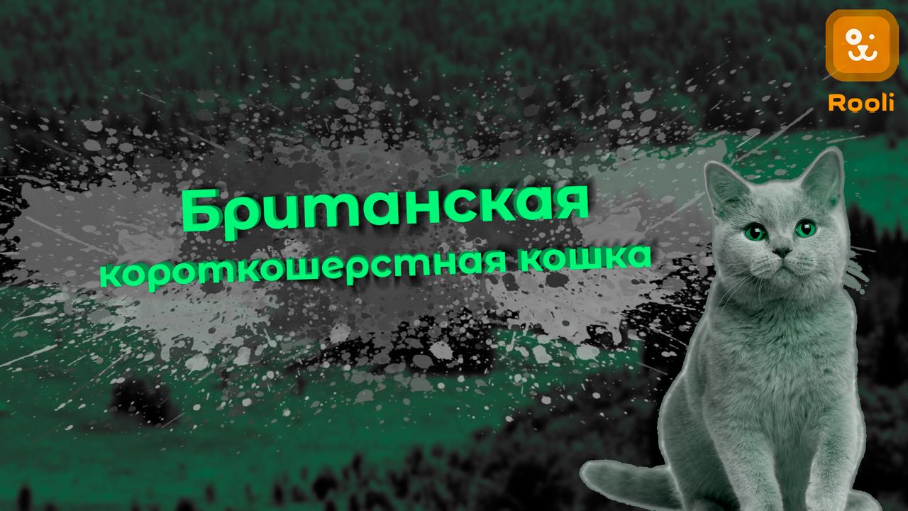 Британская Кошка: Характер и Особенности Породы смотреть онлайн