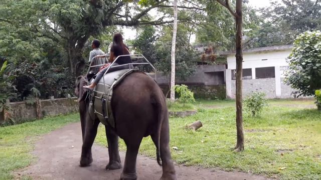 Elephant slave forced to walk in circles all day, every day, for visitor’s entertainment. смотреть онлайн