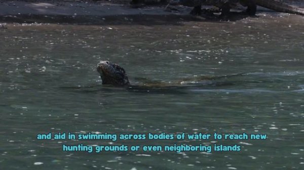 Komodo Dragons: Untamed Legends Unleashed - 10 Jaw Dropping Facts