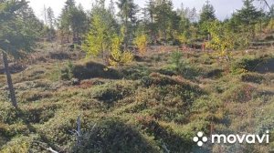 54 день сбора ягод. Много брусники.