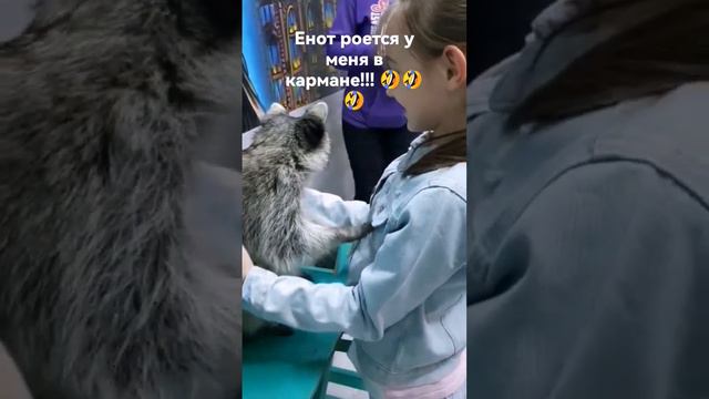 я сегодня была в контактном зоопарке вот енот!🤣😁🦝😂🤣 смотреть онлайн
